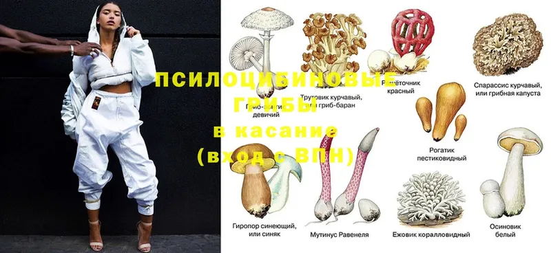 OMG маркетплейс  Асино  Псилоцибиновые грибы прущие грибы 